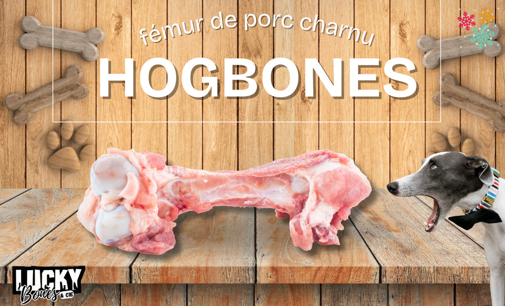 HOGBONES - FEMUR DE PORC