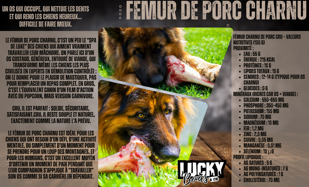 HOGBONES - FEMUR DE PORC