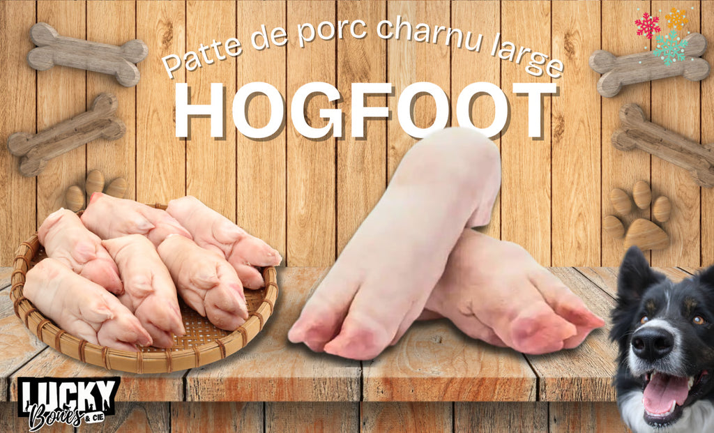 HOGFOOT - PATTE DE PORC